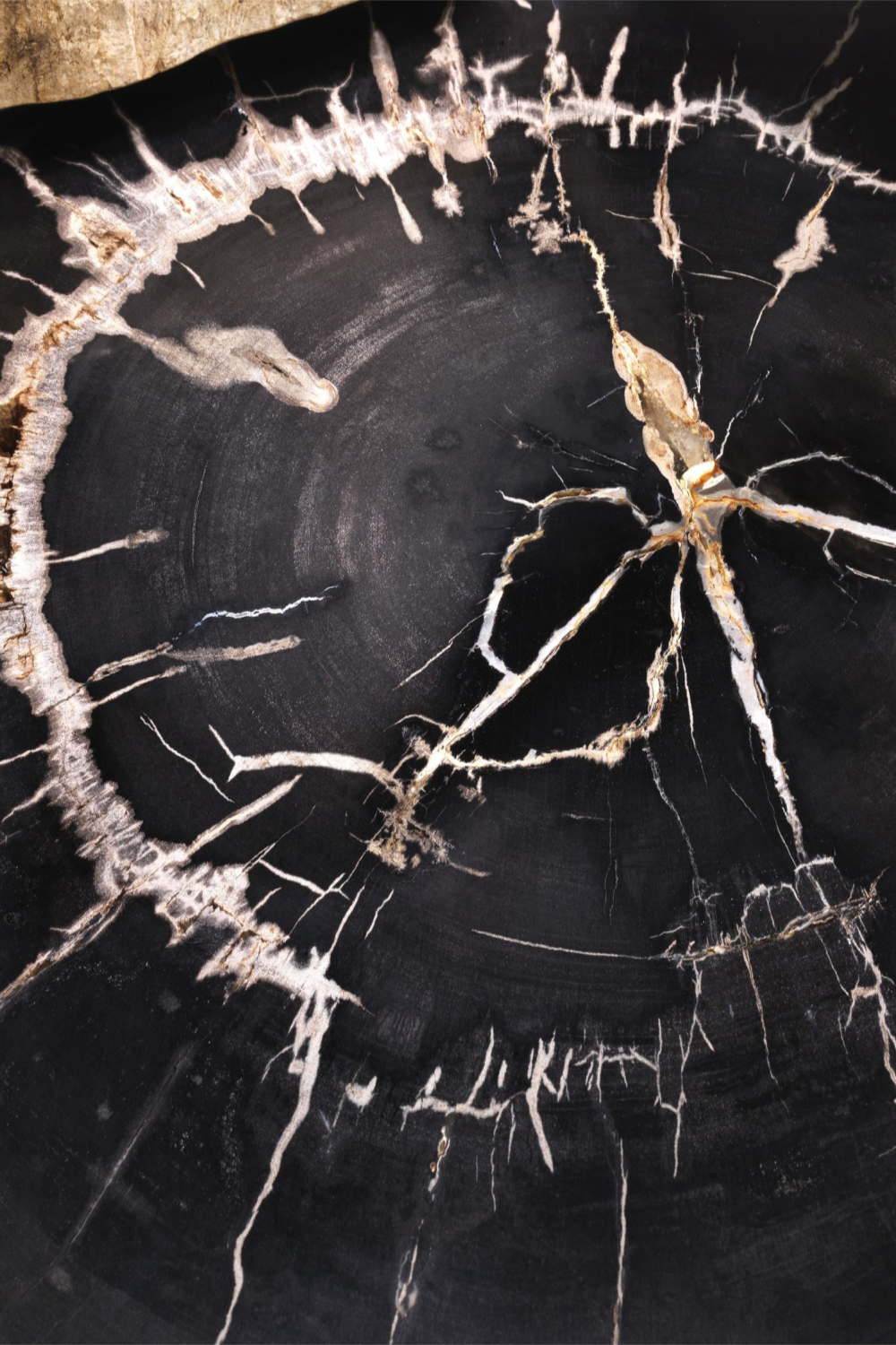 Petrified Coffee Table (3) De Soto | Eichholtz Miami