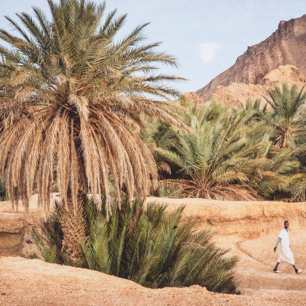 Exotic Art Print Moroccan Oasis | Eichholtz Miami