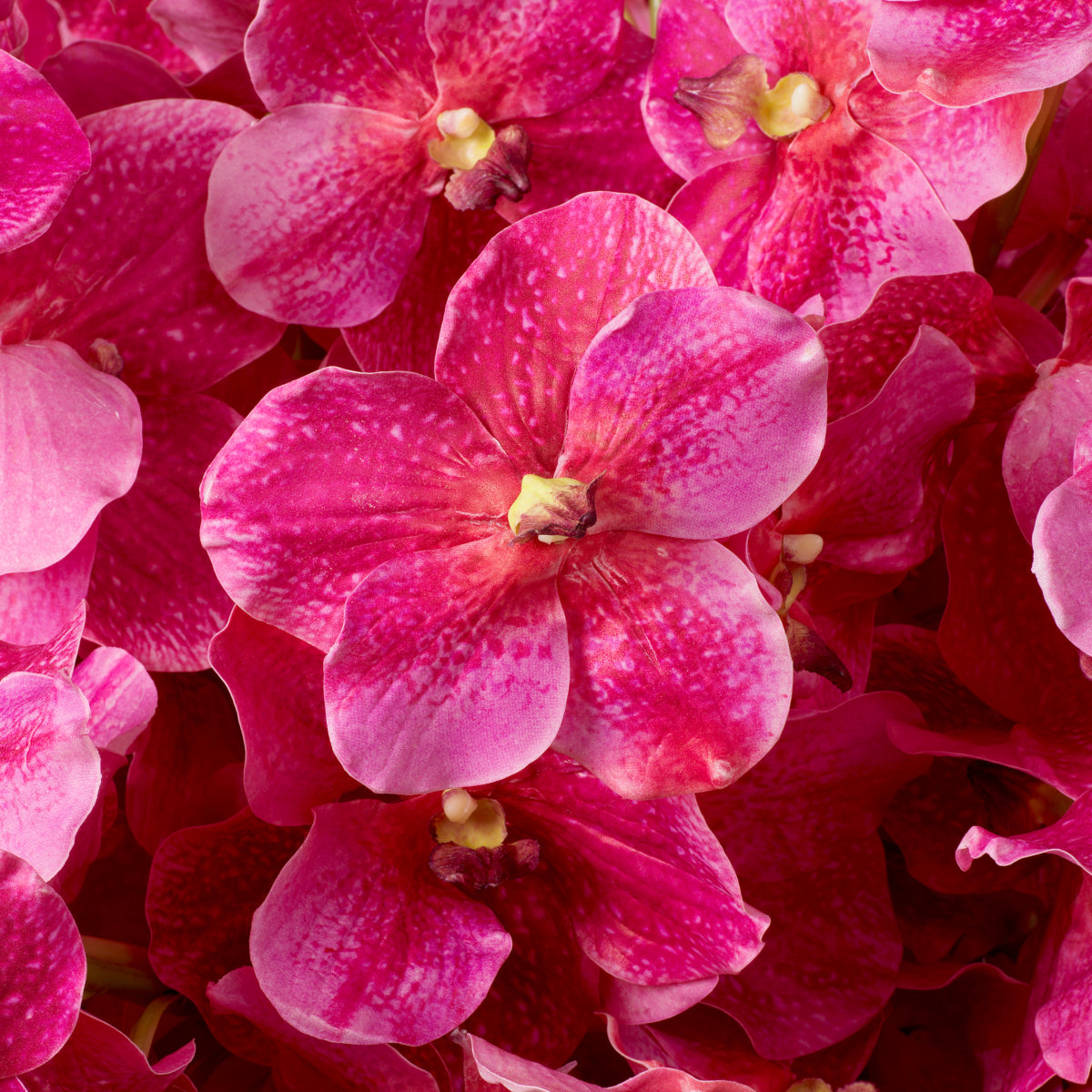 Bouquet of Artificial Flowers (24pcs) Vanda Orchids | Eichholtz Miami