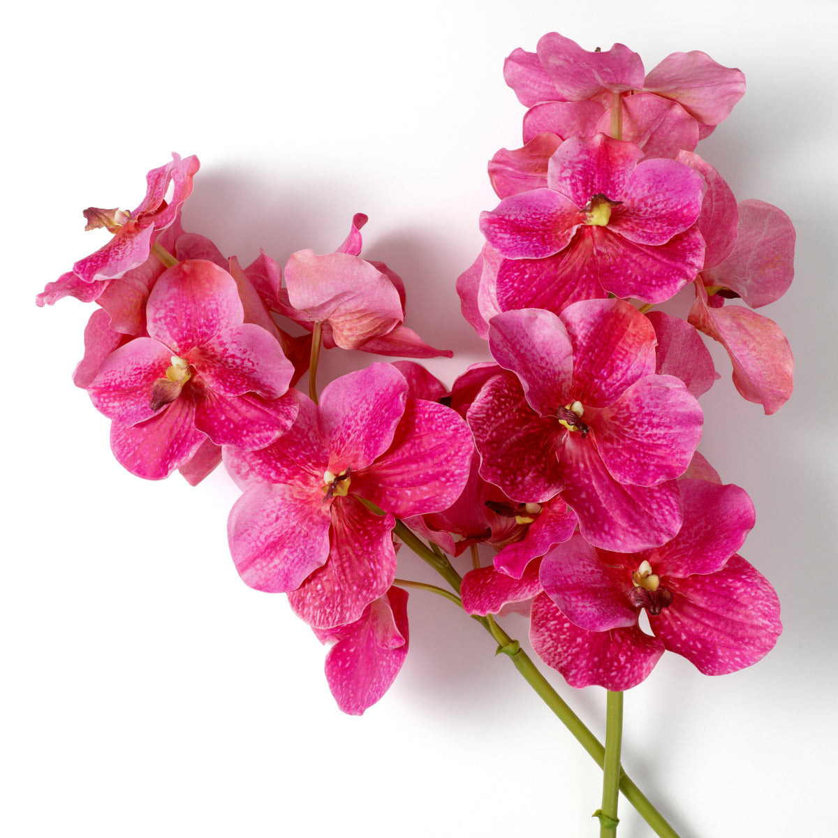 Bouquet of Artificial Flowers (24pcs) Vanda Orchids | Eichholtz Miami