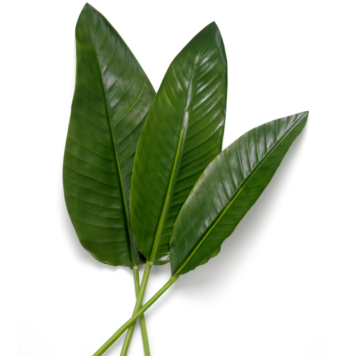 Green Leaves (36) Strelitzia | Eichholtz Miami