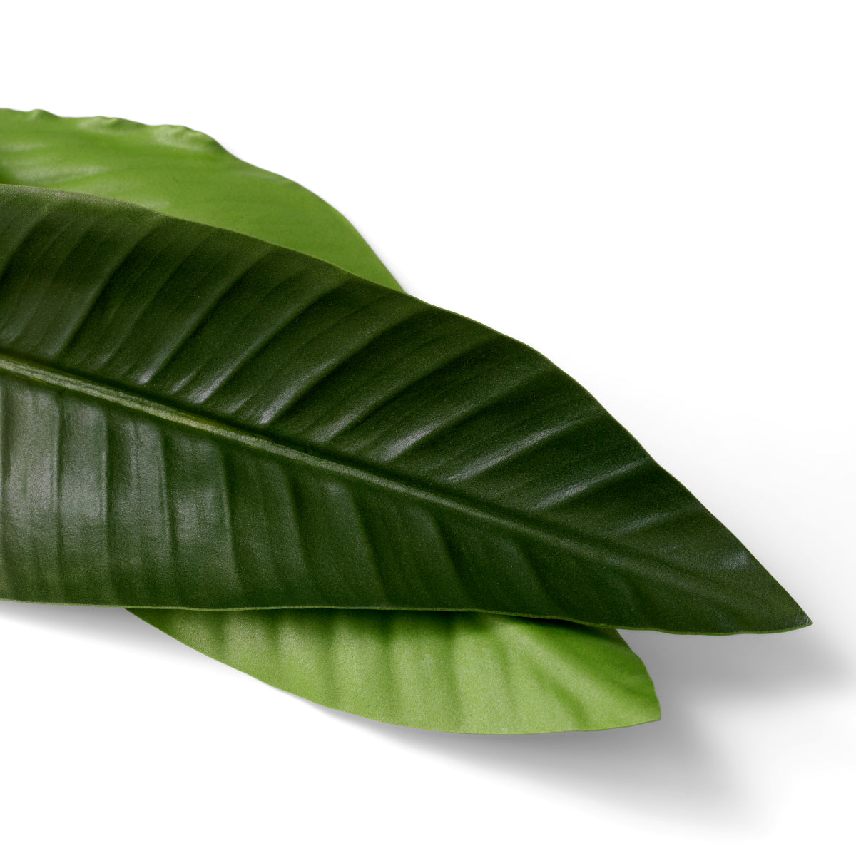 Green Leaves (36) Strelitzia | Eichholtz Miami