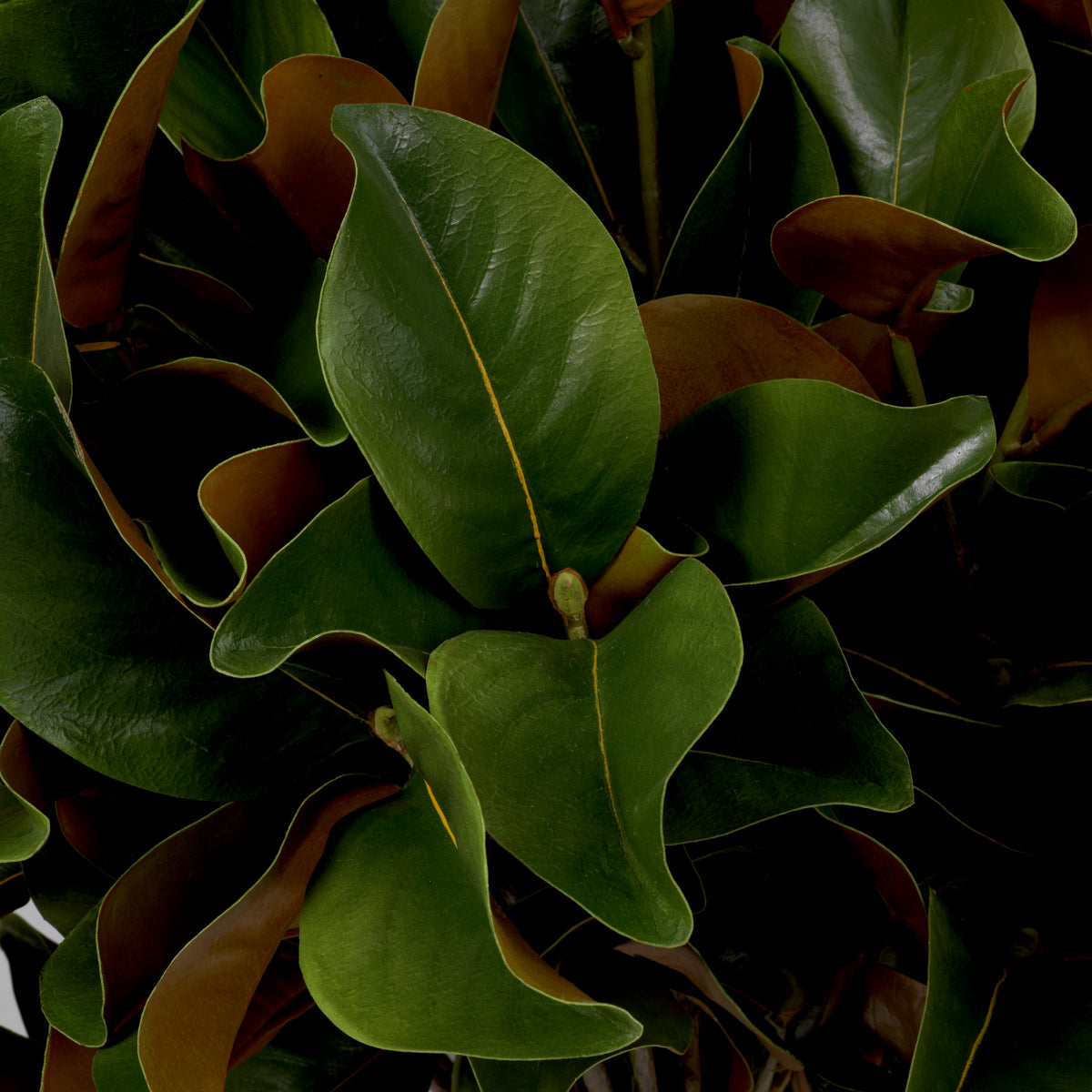 Green Foliage Leaves (24) Magnolia | Eichholtz Miami