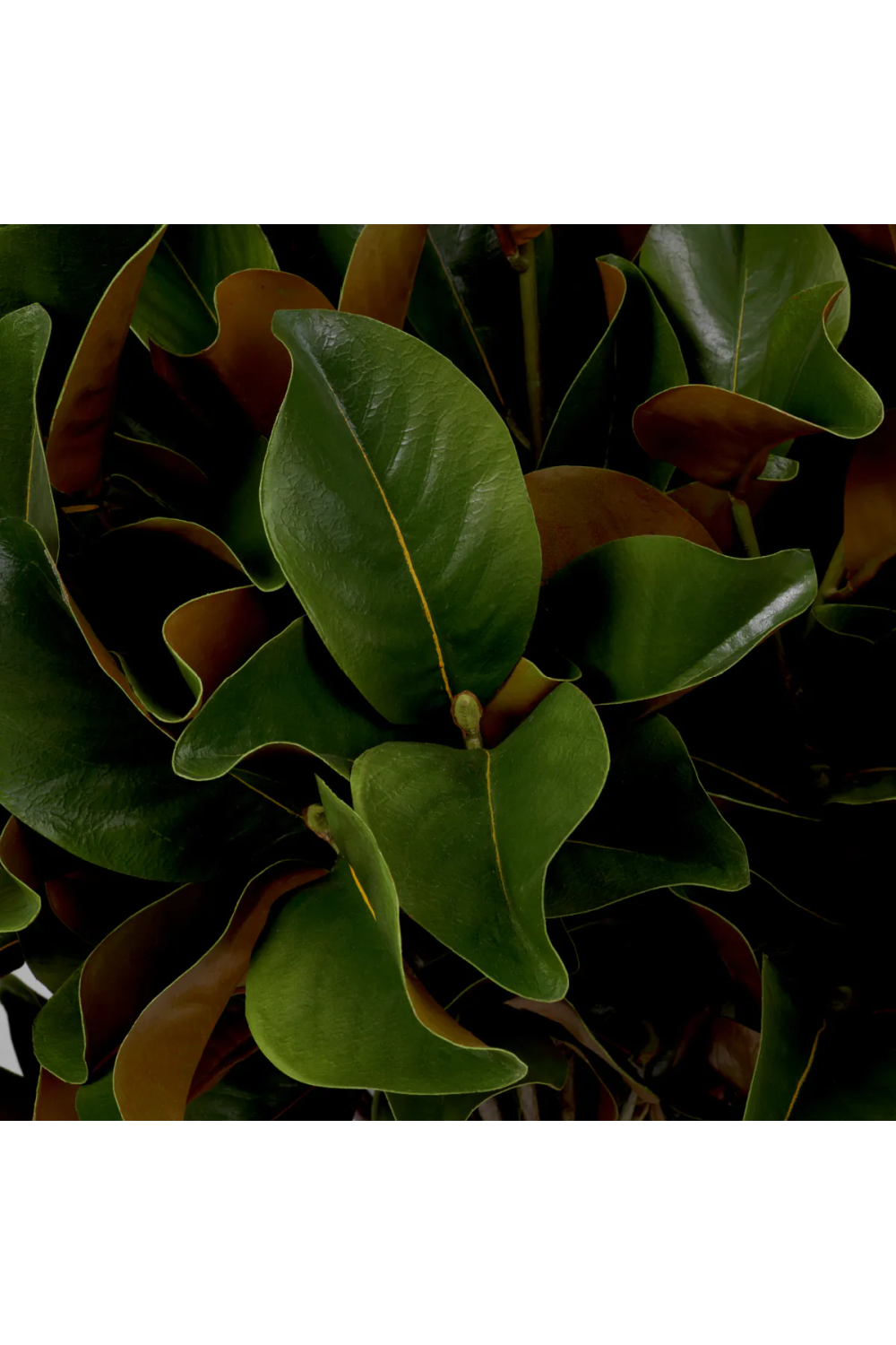 Green Foliage Leaves (24) Magnolia | Eichholtz Miami