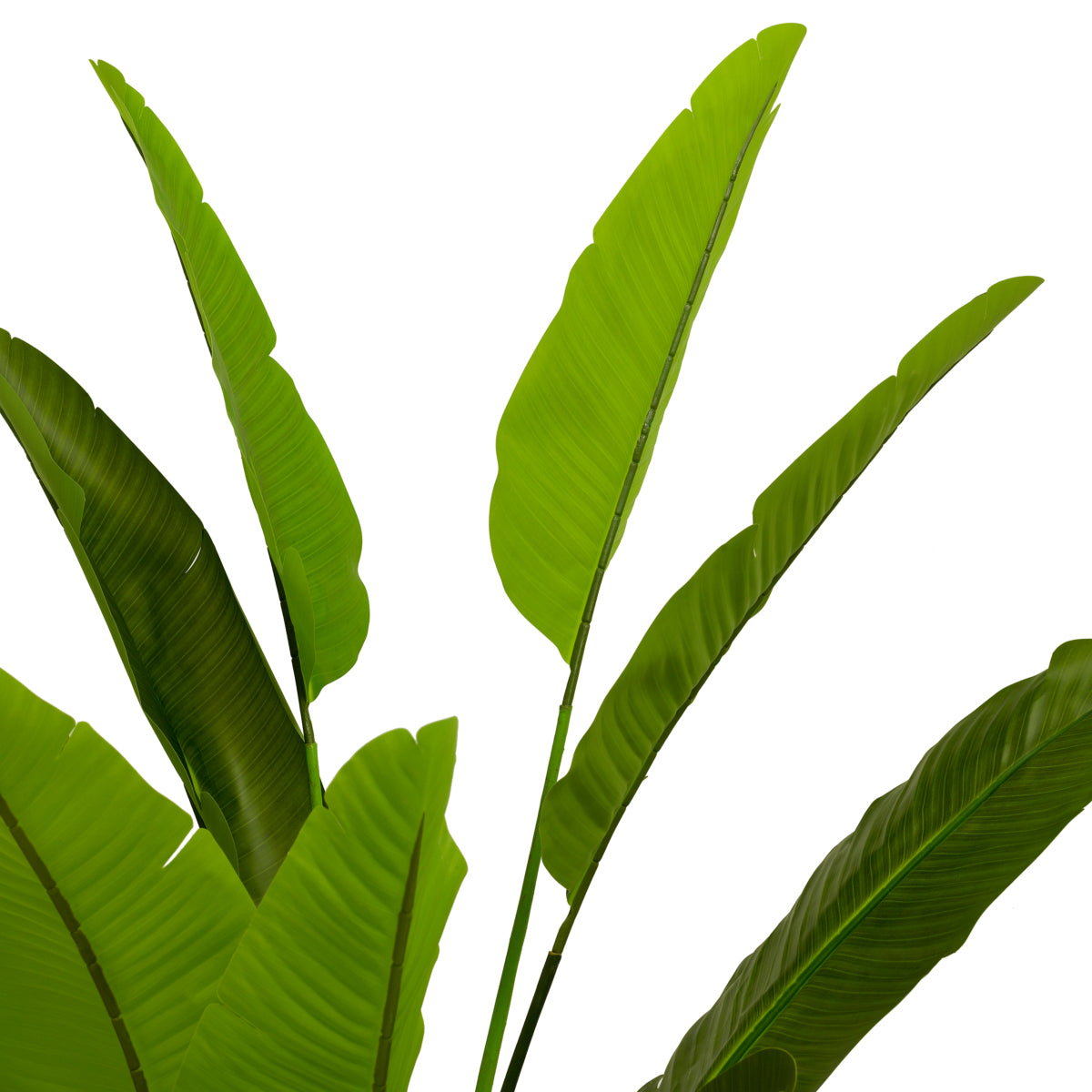 Green Artificial Plant Strelitzia | Eichholtz Miami