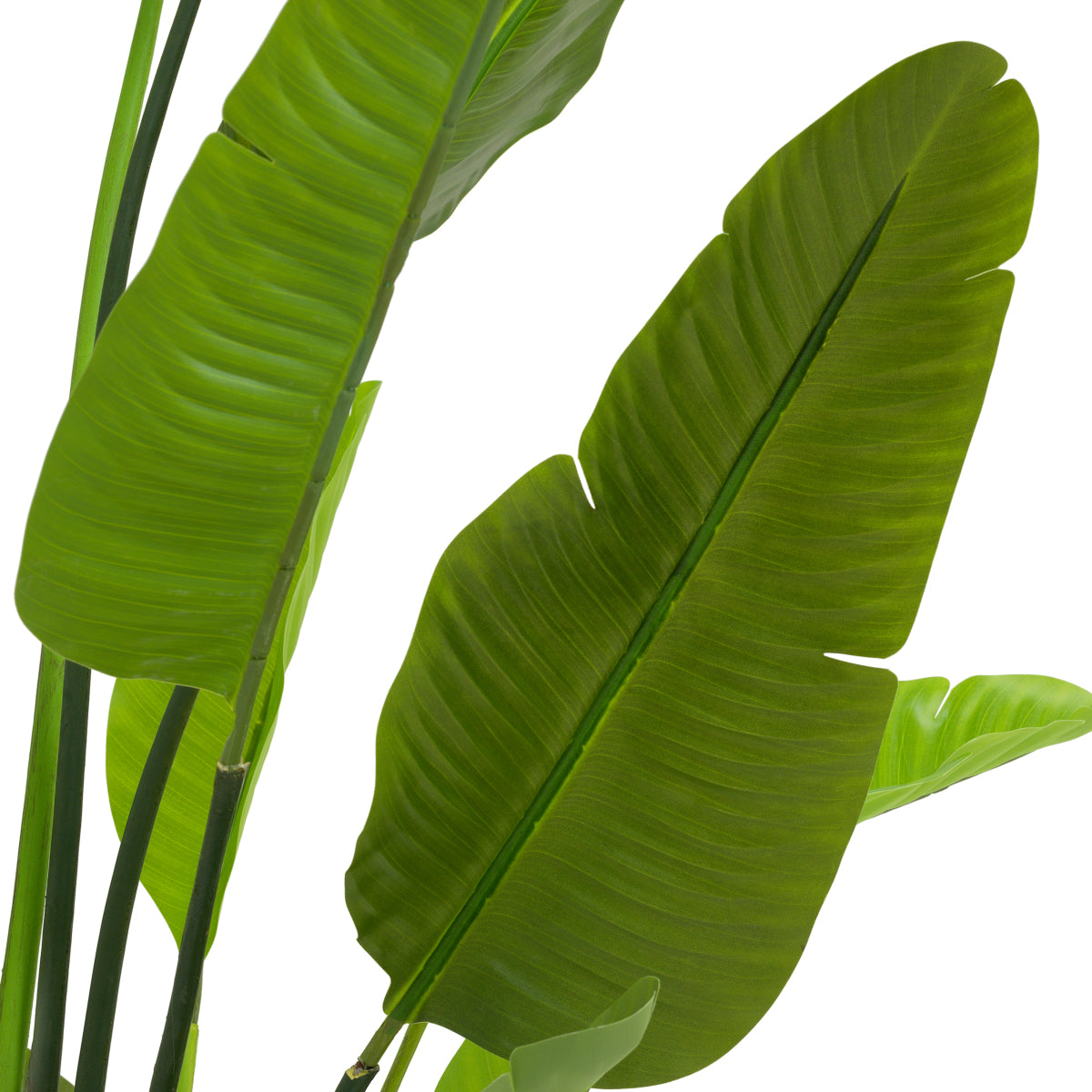 Green Artificial Plant Strelitzia | Eichholtz Miami