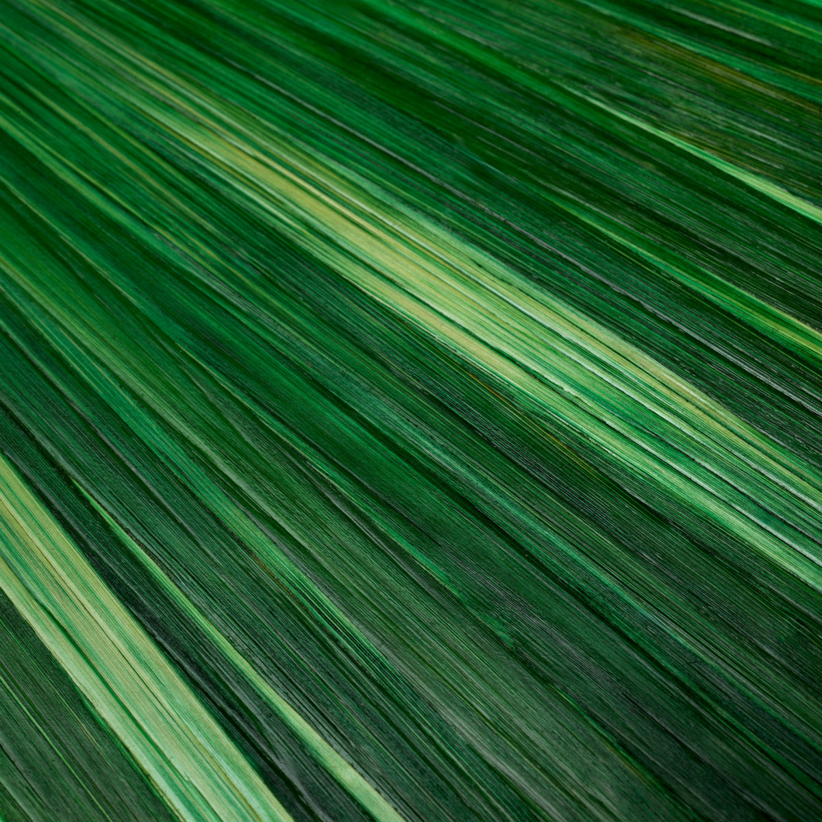 Wheat Straw Decorative Box Harvard | Eichholtz Miami